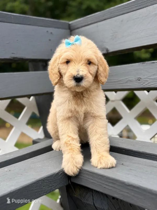 Light blue – Goldendoodle puppy for sale in Ranger, GA