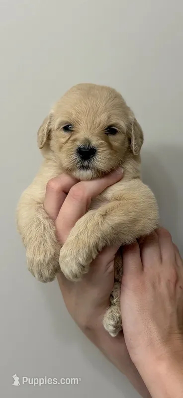 Light blue – Goldendoodle puppy for sale in Ranger, GA