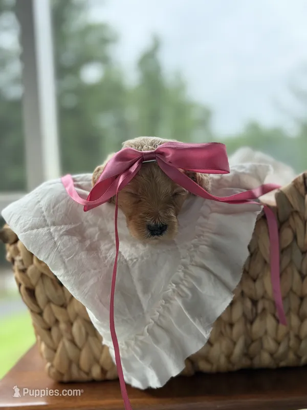 Pink – Goldendoodle puppy for sale in Ranger, GA