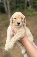 Maroon , a male Goldendoodle for sale in Ranger, GA – 1 of 1