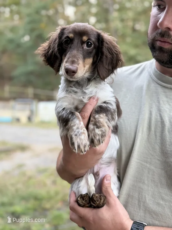 Tater – Miniature Dachshund puppy for sale in Ranger, GA
