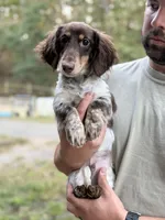 Tater, a male Miniature Dachshund for sale in Ranger, GA – 1 of 1