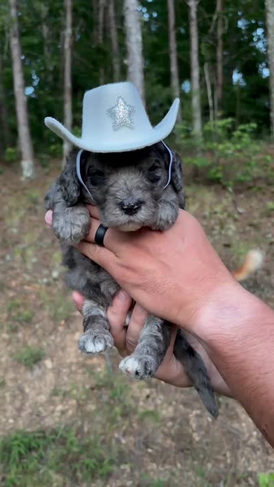 Yellow Collar male, a male Goldendoodle for sale in Ranger, GA – 2 of 2