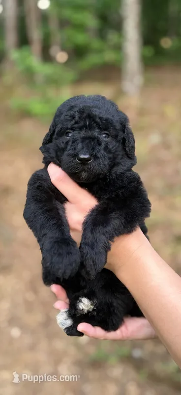 Green – Goldendoodle puppy for sale in Ranger, GA