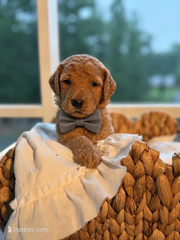 Grey  – Goldendoodle puppy for sale in Ranger, GA