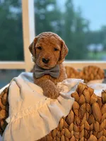 Grey , a male Goldendoodle for sale in Ranger, GA – 1 of 1