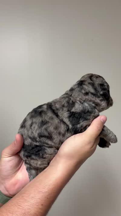 Purple collar female , a female Goldendoodle for sale in Ranger, GA – 2 of 2