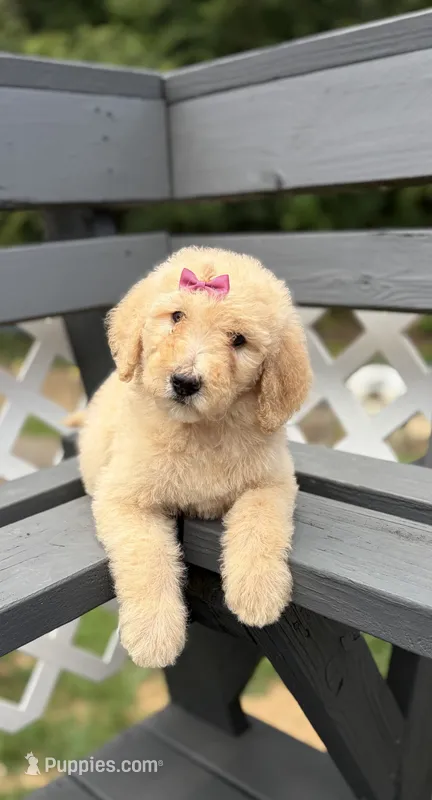 Maroon  – Goldendoodle puppy for sale in Ranger, GA