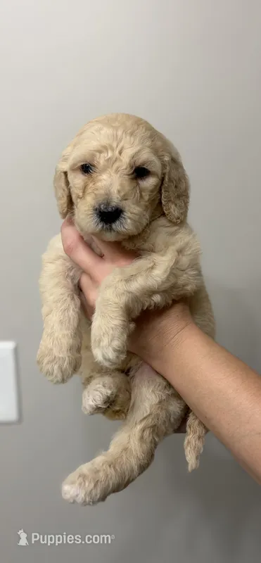Red – Goldendoodle puppy for sale in Ranger, GA