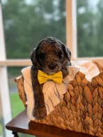 Yellow , a male Goldendoodle for sale in Ranger, GA – 2 of 2