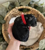 Goldendoodle males, a male Goldendoodle for sale in Fairmount, GA – Photo 4 of 8