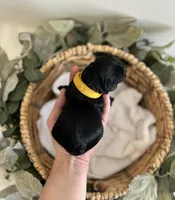 Goldendoodle males, a male Goldendoodle for sale in Fairmount, GA – Photo 5 of 8