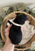 Goldendoodle males, a male Goldendoodle for sale in Fairmount, GA – Photo 2 of 8