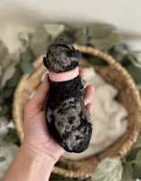 Goldendoodle males, a male Goldendoodle for sale in Fairmount, GA – Photo 1 of 8