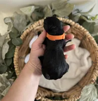 Goldendoodle males, a male Goldendoodle for sale in Fairmount, GA – Photo 3 of 8