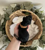 Goldendoodle males, a male Goldendoodle for sale in Fairmount, GA – Photo 6 of 8