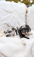Casper , a male Poodle - Toy  for sale in Ranger, GA – 3 of 3