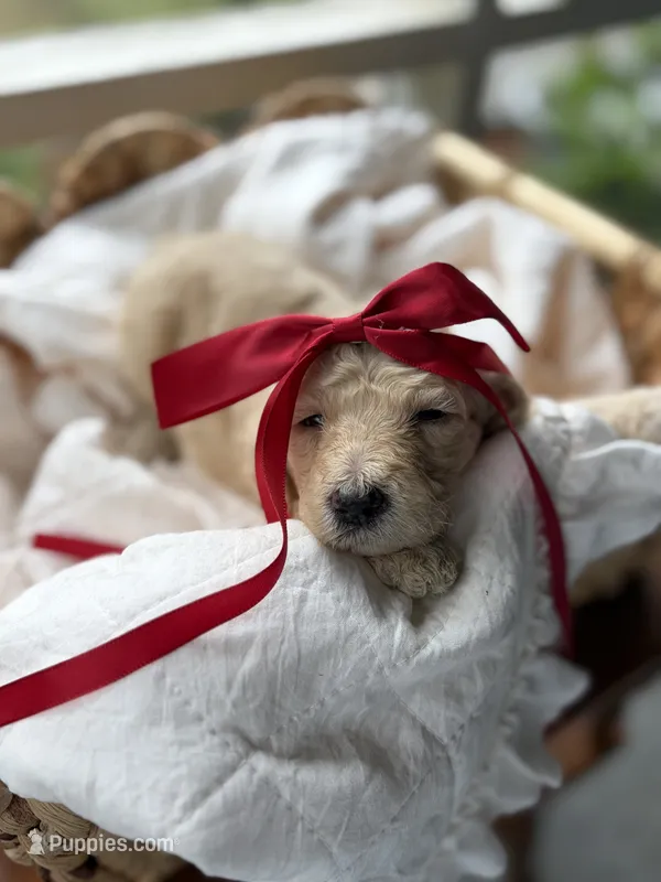 Red – Goldendoodle puppy for sale in Ranger, GA