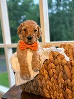 Orange , a male Goldendoodle for sale in Ranger, GA – 1 of 1