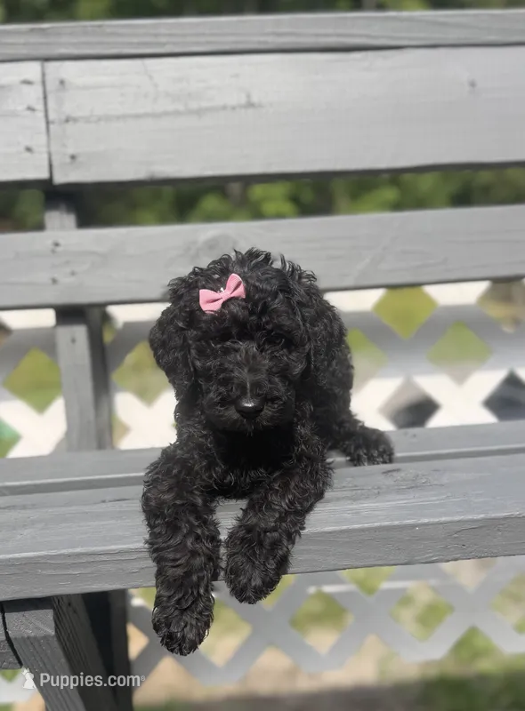 Dark pink – Goldendoodle puppy for sale in Ranger, GA