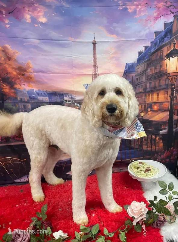Beau  – Goldendoodle puppy for sale in Ranger, GA