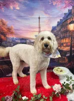 Beau , a female Goldendoodle for sale in Ranger, GA – 1 of 2