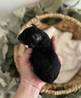 Goldendoodle females, a female Goldendoodle for sale in Fairmount, GA – Photo 5 of 5