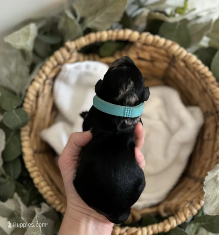 Goldendoodle females