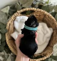 Goldendoodle females, a female Goldendoodle for sale in Fairmount, GA – Photo 1 of 5