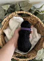 Goldendoodle females, a female Goldendoodle for sale in Fairmount, GA – Photo 4 of 5