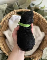 Goldendoodle females, a female Goldendoodle for sale in Fairmount, GA – Photo 2 of 5