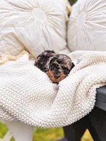 Pumpkin , a male Poodle - Toy  for sale in Ranger, GA – 2 of 3