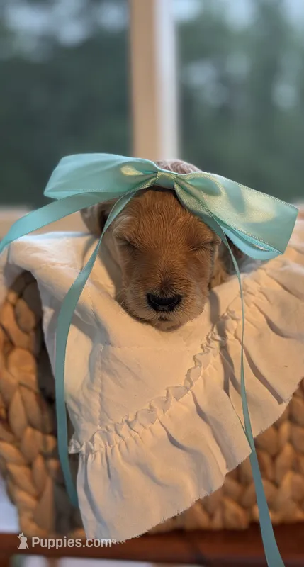 Teal – Goldendoodle puppy for sale in Ranger, GA