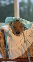 Teal, a female Goldendoodle for sale in Ranger, GA – 1 of 1