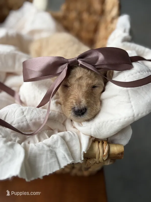 Brown – Goldendoodle puppy for sale in Ranger, GA