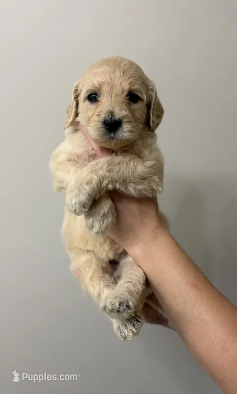 Dark blue – Goldendoodle puppy for sale in Ranger, GA