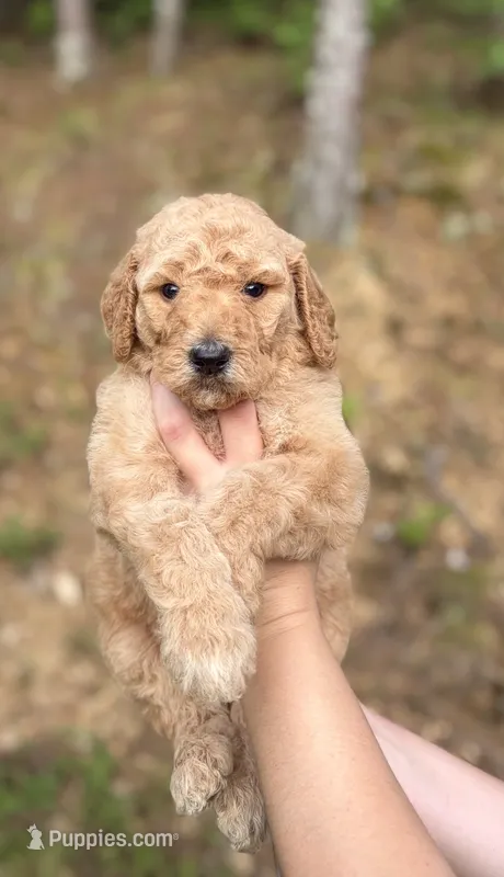 Orange  – Goldendoodle puppy for sale in Ranger, GA