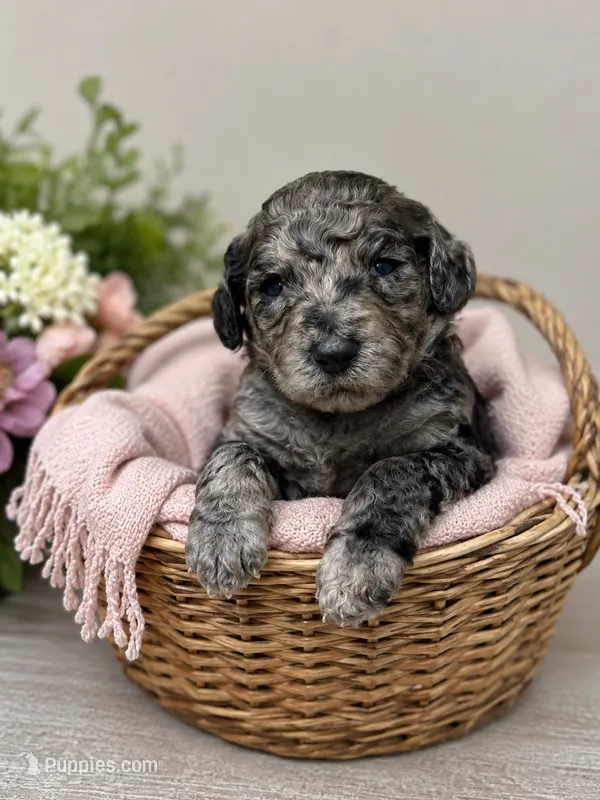 Purple collar female  – Goldendoodle puppy for sale in Ranger, GA