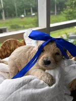 Dark blue, a male Goldendoodle for sale in Ranger, GA – 1 of 1