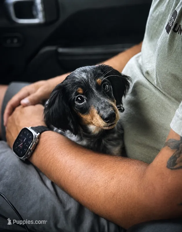 Tilly  – Miniature Dachshund puppy for sale in Ranger, GA