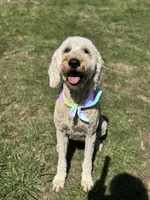 Beau , a female Goldendoodle for sale in Ranger, GA – 2 of 2