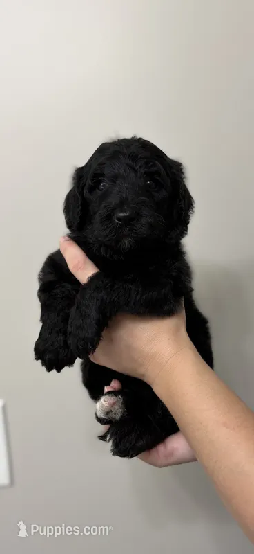 Dark pink – Goldendoodle puppy for sale in Ranger, GA