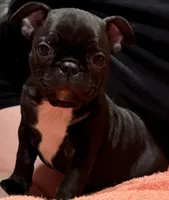 Lulu, a female Frenchton for sale in Junction City, OR – Photo 1 of 2