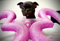 Lulu, a female Frenchton for sale in Junction City, OR – Photo 2 of 2