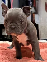 Kiwi, a female Frenchton for sale in Junction City, OR – Photo 3 of 4