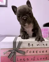 Kiwi, a female Frenchton for sale in Junction City, OR – Photo 4 of 4