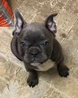 Kiwi, a female Frenchton for sale in Junction City, OR – Photo 1 of 4