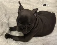 Kiwi, a female Frenchton for sale in Junction City, OR – Photo 2 of 4