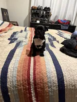 Dixon, a male Frenchton for sale in Junction City, OR – Photo 5 of 6