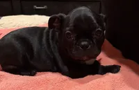 Juju, a female Frenchton for sale in Junction City, OR – Photo 2 of 3